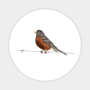 Robin on Barbed Wire Magnet